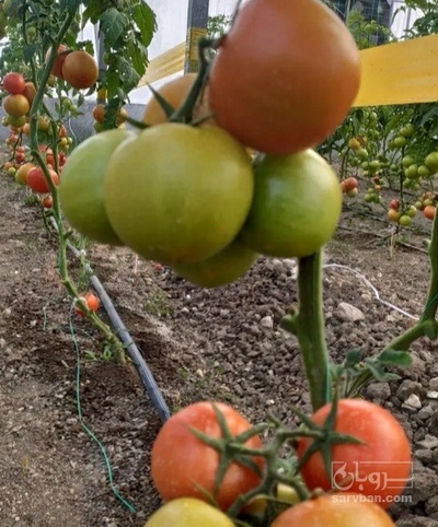 فروش گوجه فرنگی