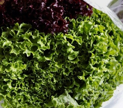 فروش کاهو فرانسوی دورنگ