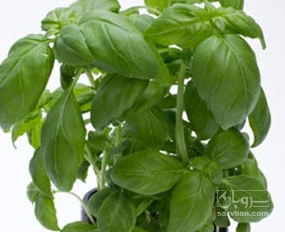 فروش ریحان ایتالیایی