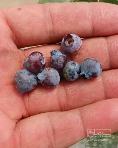 فروش بلوبری