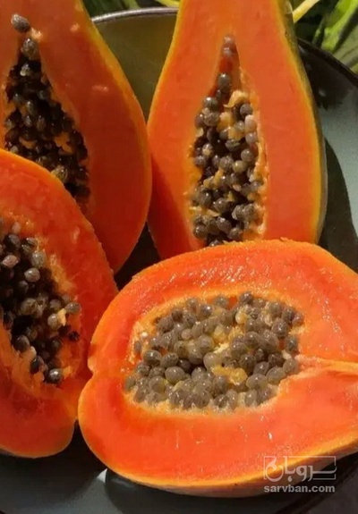 فروش پاپایا