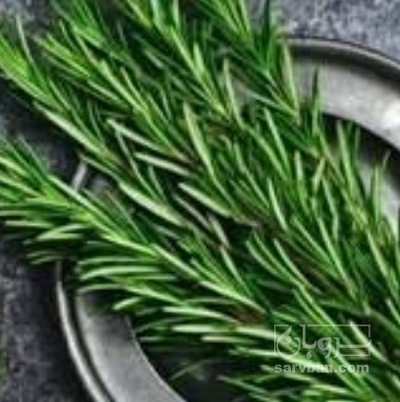فروش رزماری (گیاه‌ دارویی)