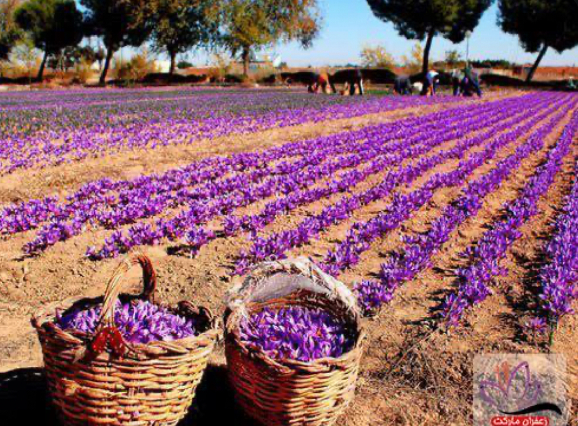 فروش زعفران (گیاه‌ دارویی)