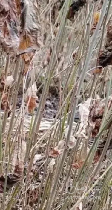 فروش نهال هلو