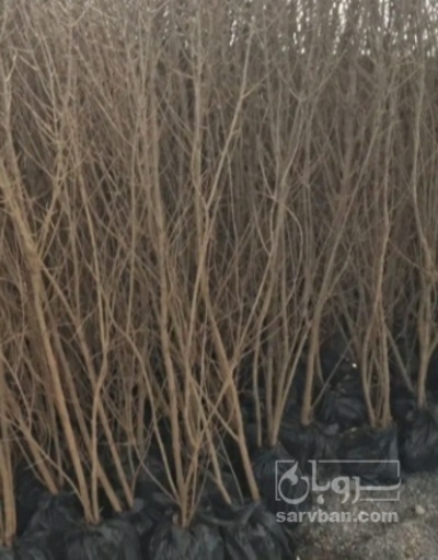 فروش نهال شلیل