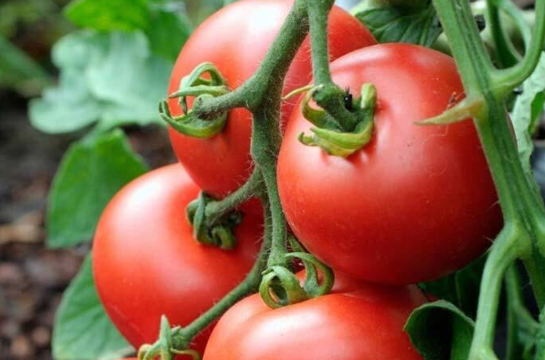 فروش گوجه فرنگی