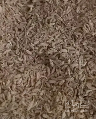 فروش رازیانه (گیاه‌ دارویی)