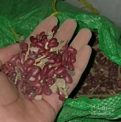 فروش لوبیا قرمز