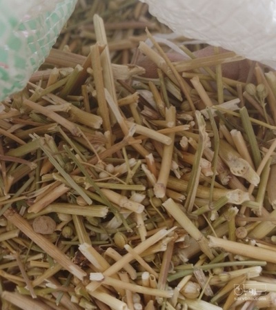 فروش  پوشال رازیانه (گیاه‌ دارویی)