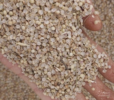 فروش گشنیز لپه