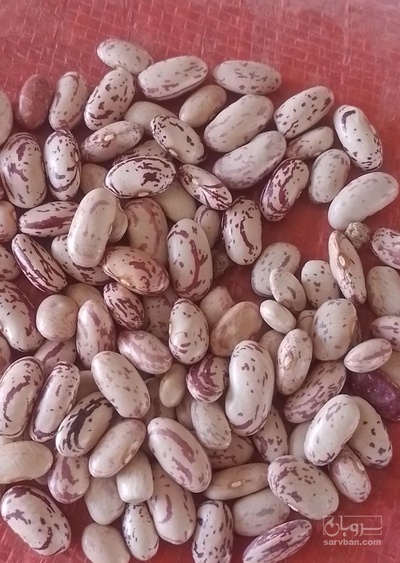 فروش لوبیا چیتی