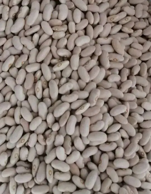 فروش لوبیا سفید کپسولی