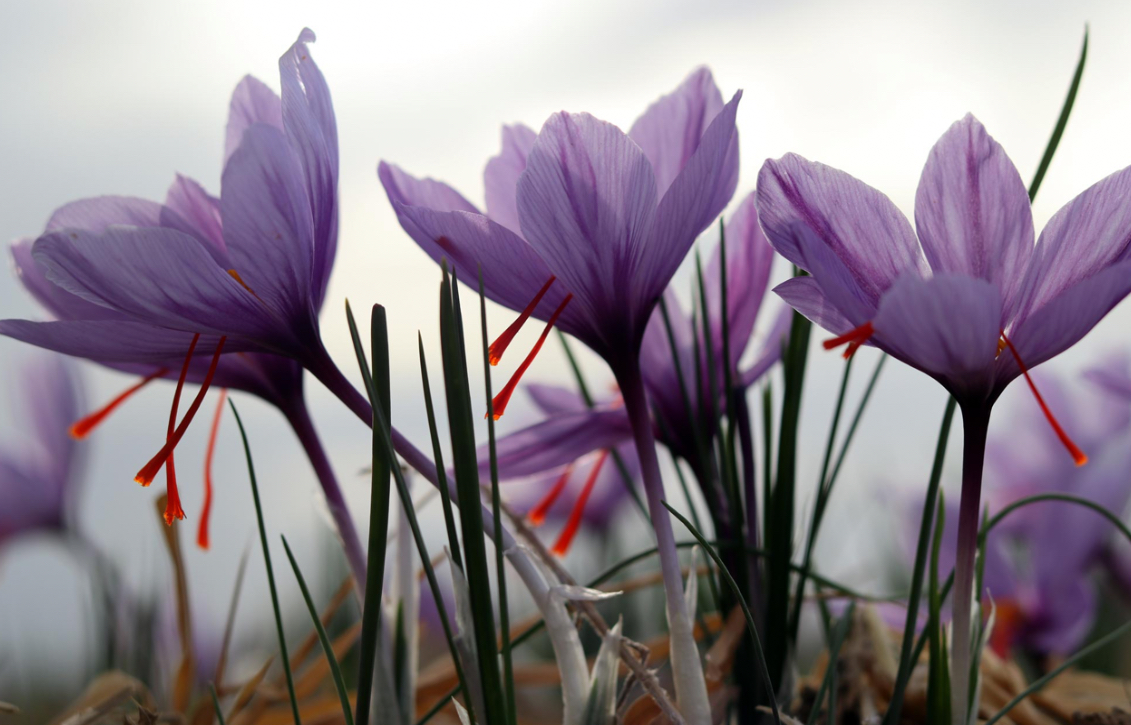 فروش زعفران (گیاه‌ دارویی)