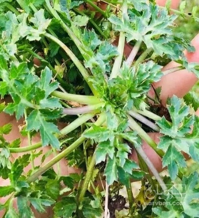 فروش ریشه  زولنگ (گیاه‌ دارویی)