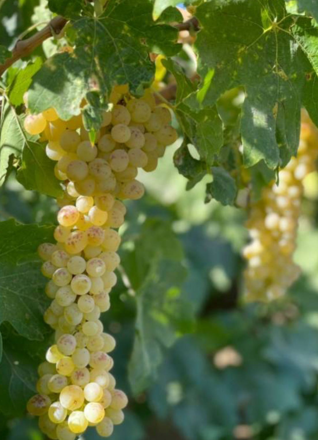 فروش انگور زرد