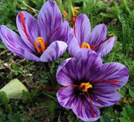 فروش زعفران (گیاه‌ دارویی)