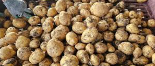 فروش سیب زمینی