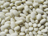 فروش لوبیا سفید