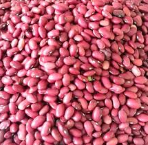 فروش لوبیا قرمز