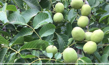 فروش گردو