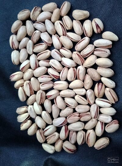 فروش پسته اکبری
