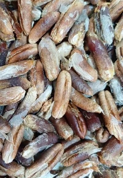 فروش هسته خرما