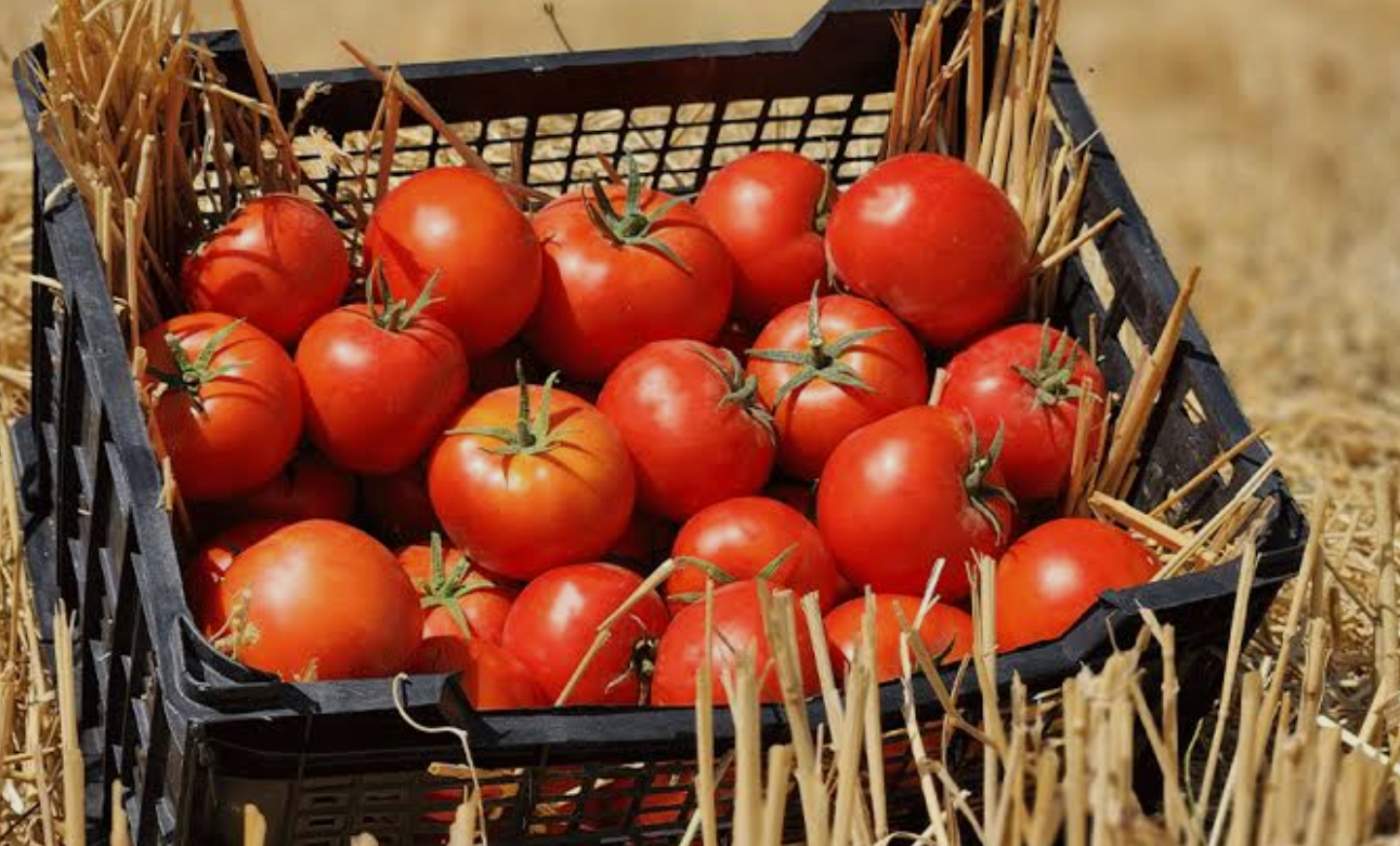 فروش گوجه فرنگی