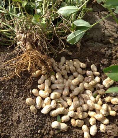 فروش بادام زمینی