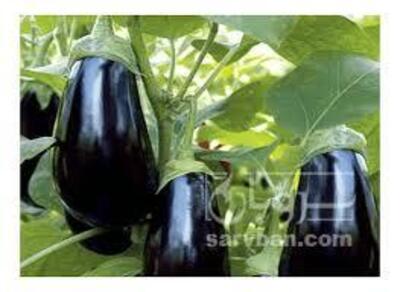 فروش بادمجان لامپی