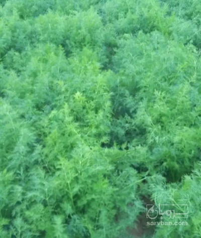 فروش شوید تازه