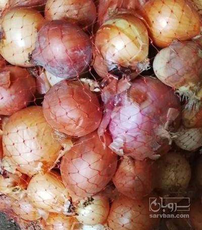فروش پیاز