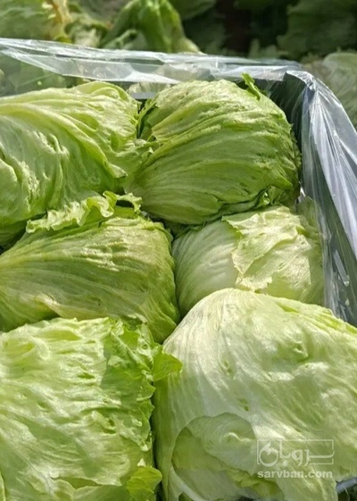 فروش کاهو ایسبرگ - آیسبرگ