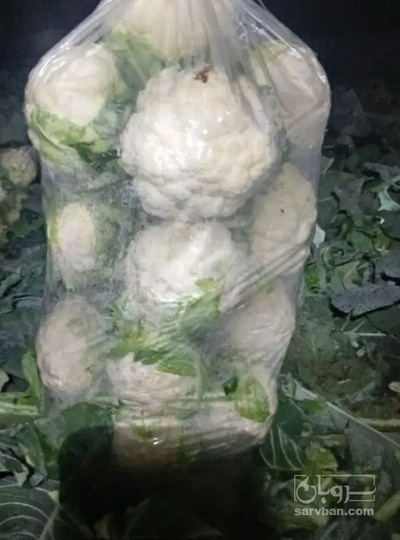 فروش گل کلم