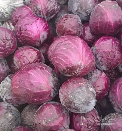 فروش کلم برگی بنفش