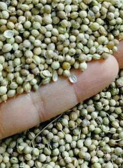 فروش تخم گشنیز  توپی (گیاه‌ دارویی)