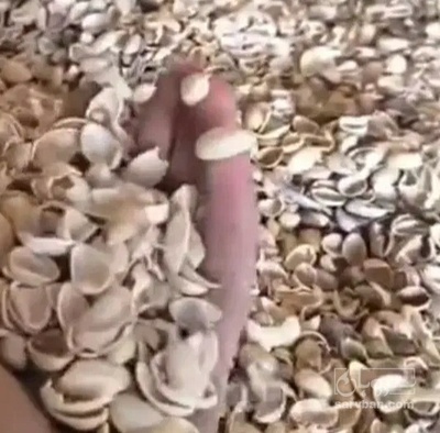 فروش پوست پسته (گیاه‌ دارویی)