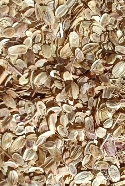 فروش بذر آنغوزه (گیاه‌ دارویی)