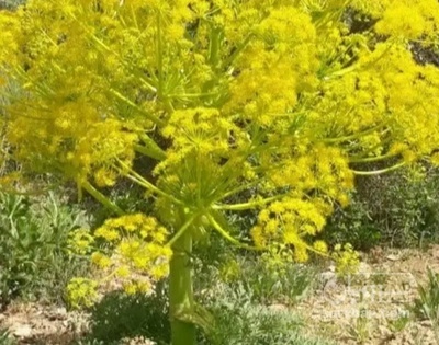 فروش  نشا آنغوزه (گیاه‌ دارویی)