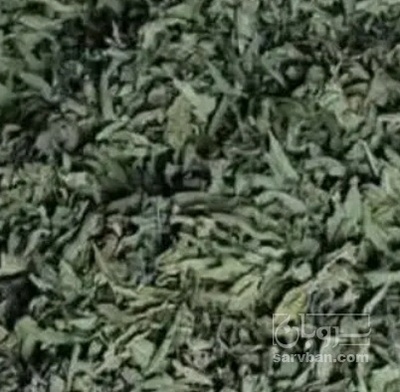 فروش نعناع خشک (گیاه‌ دارویی)