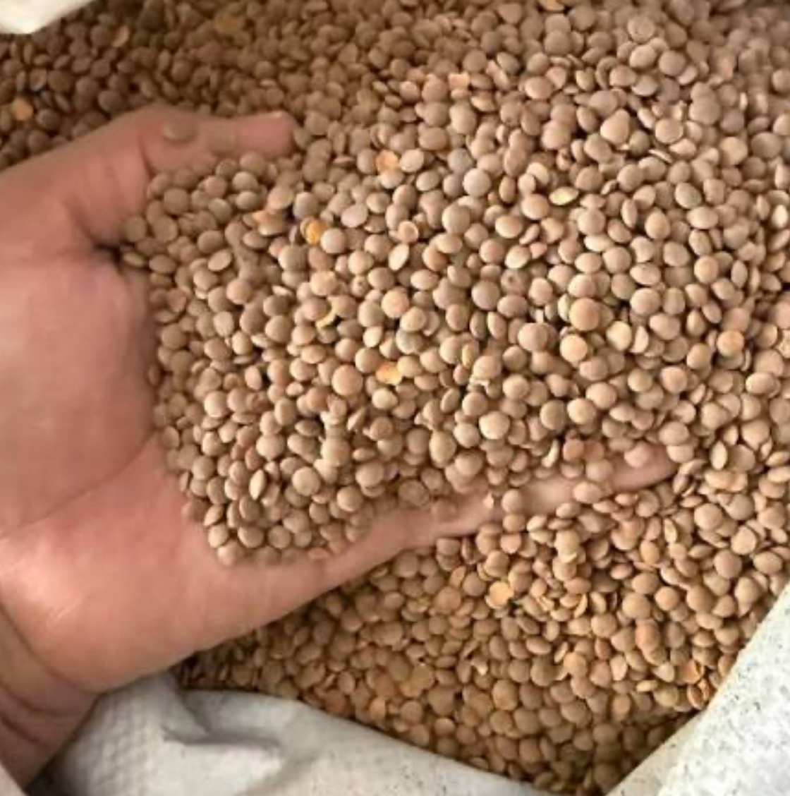 فروش عدس پلویی