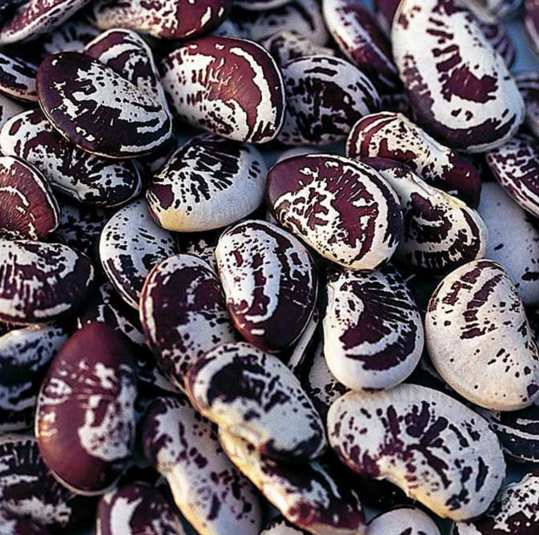 فروش لوبیا عروس