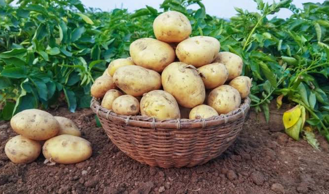 فروش سیب زمینی