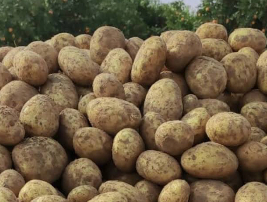 فروش سیب زمینی