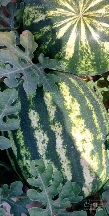 فروش هندوانه