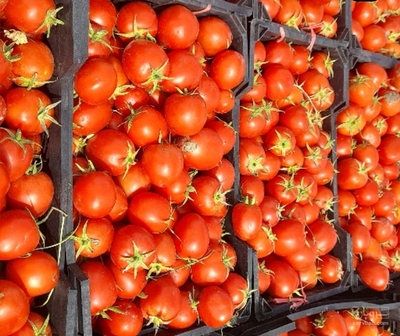 فروش گوجه فرنگی