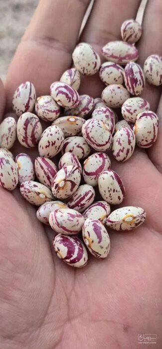 فروش لوبیا چیتی