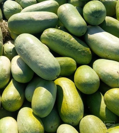 فروش هندوانه