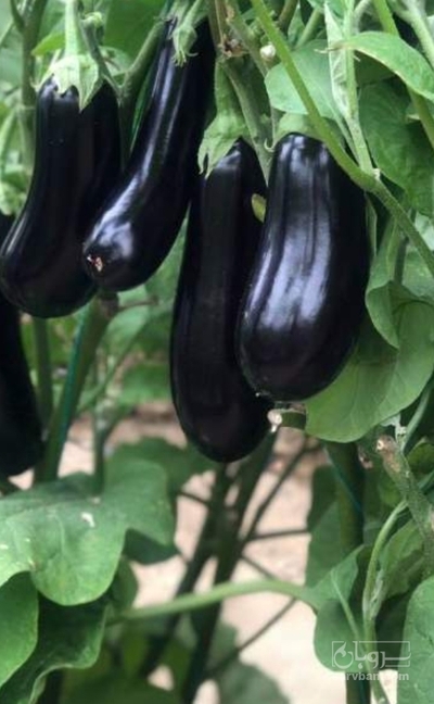 فروش بادمجان