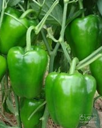 فروش فلفل دلمه ای