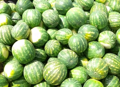 فروش هندوانه